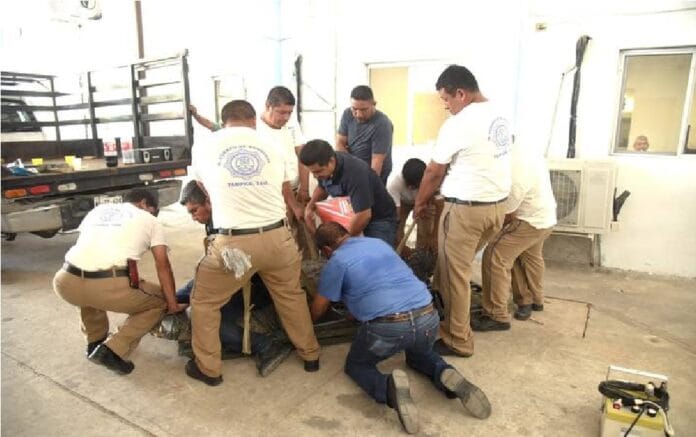 En la estación de Bomberos de Tampico se practican diversas radiografías al cocodrilo que atacó y mató a una persona en la laguna del Carpintero