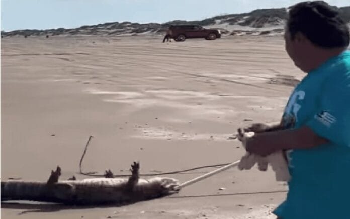 caiman isla del padre