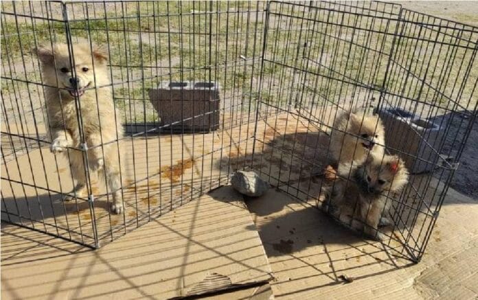 Aplican multas de hasta 9 mil pesos por maltrato animal en Nuevo Laredo