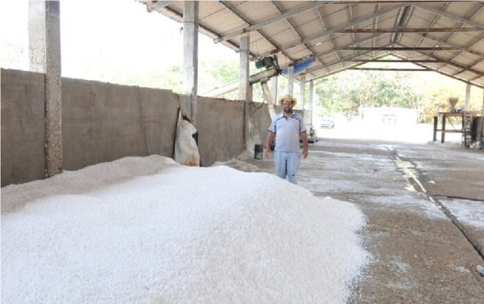 Productores de sal se quedan sin trabajo en Altamira