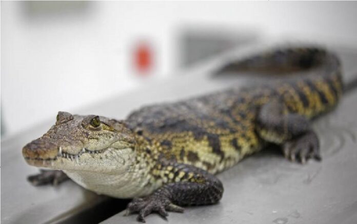 Altamira contará con un refugio por temporada invernal para reptiles