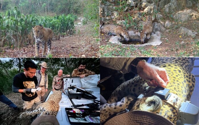 5ce5bf96-a3a6-4751-80e4-4bb9c501d114