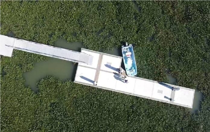 Se buscan alternativas para aprovechar esta planta invasora