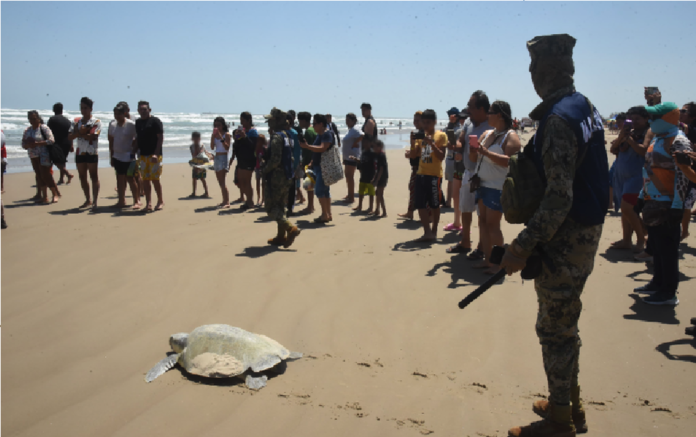 Llegan tortugas lora a playa Miramar_ un espectáculo natural para turistas y locales