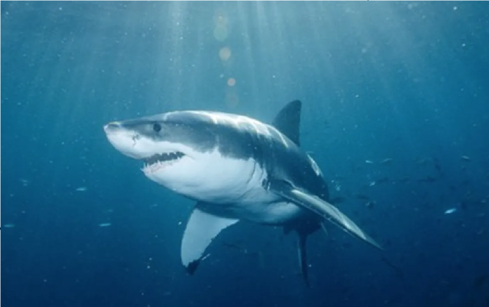 Tiburón blanco - National Geographic