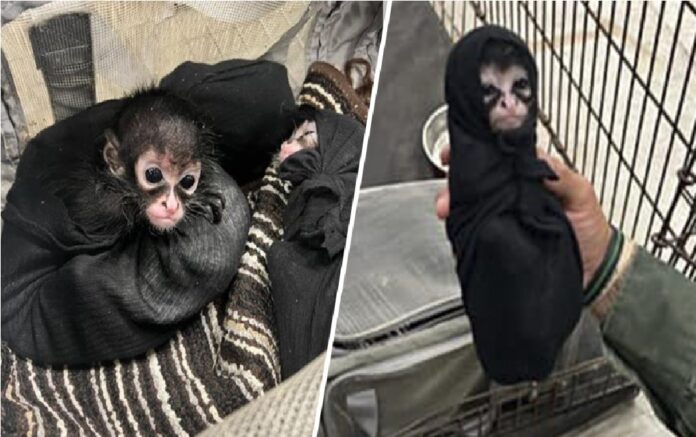 image-2024-04-12T160209.742