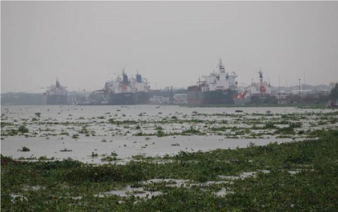 Las lluvias a causa del paso de la tormenta tropical Alberto han ocasionado la llegada de esta vegetación al Golfo de México