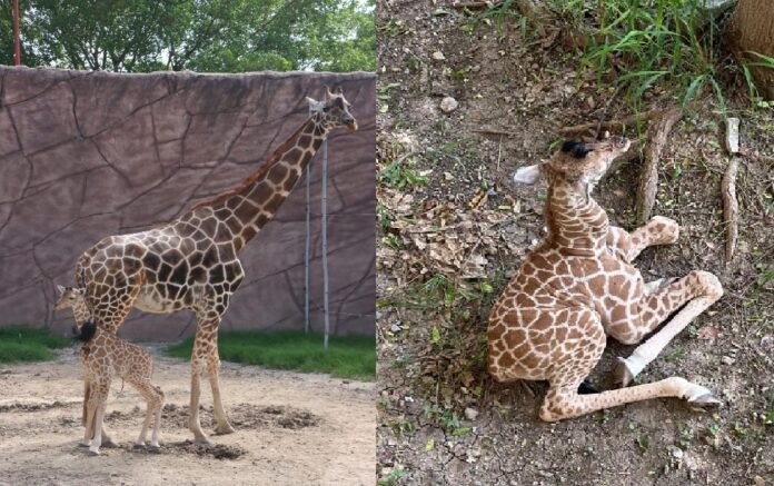 450103152_1007204241409139_5592524092733697305_n