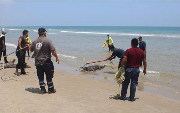 Cocodrilo en playa Miramar desata pánico en último fin de semana vacacional