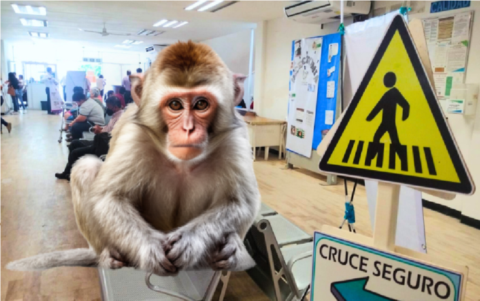 Se han atendido mordeduras por changos, delfines, murciélagos y mapaches