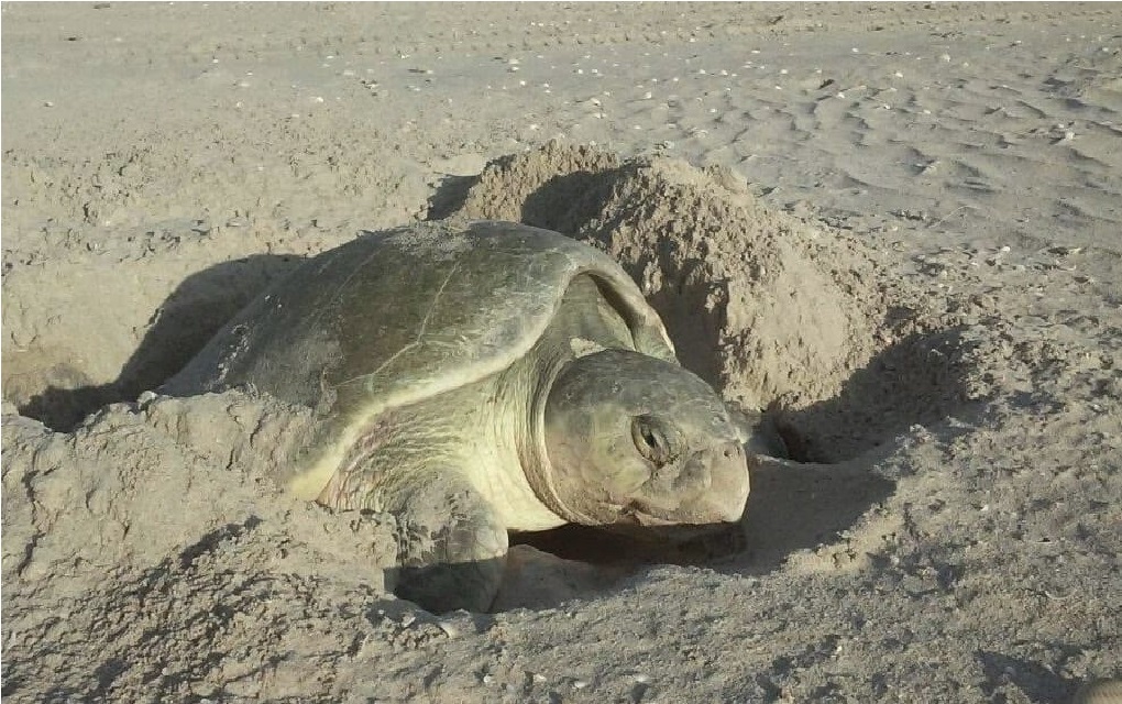 460964700_1064883518974544_2104154618330651835_n