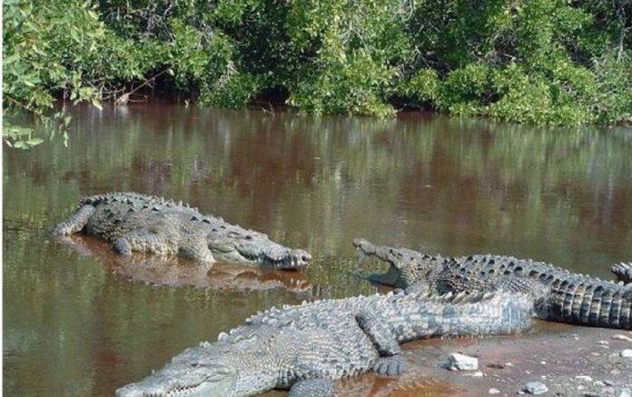 Debido a la gran cantidad de cocodrilos