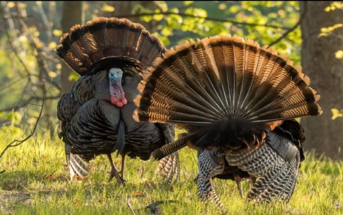 482072047_1197984398997788_4334518929702533282_n