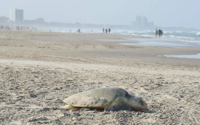 Llega la primera tortuga lora a Playa Miramar José Luis Tapia (3)