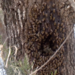 ejambre abejas
