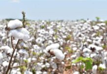 Tamaulipas presente en reunión Anual del Programa Binacional de Erradicación del Gusano Rosado