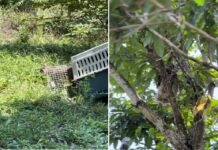 Comisión de Parques reintegra a su hábitat natural a fauna silvestre