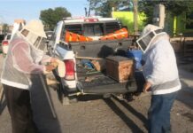 PC atendió 344 reportes de panales de abejas durante el 2025