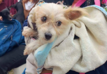 Aplican 25 multas por maltrato animal en Ciudad Madero