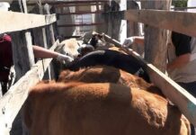 Detectan dos nuevos casos de gusano barrenador en Victoria