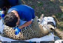 Rescatan a Jaguar en Gómez Farías