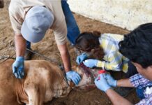 Se detecta nuevo caso del gusano barrenador en Ocampo