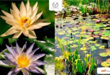 Organiza UAT Simposio Iberoamericano de los Humedales