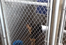 Rio Grande City ampliará instalaciones por sobrepoblación de animales