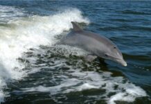 Se registra avistamiento de delfines en litoral tamaulipeco