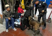 Agrupamiento Canino de la GE aplica operativo en Central de Autobuses