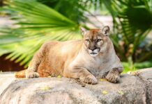 Nuevas especies llegarán al Zoológico Tamatán