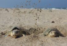 Reforzarán vigilancia por arribo de tortugas durante Semana Santa