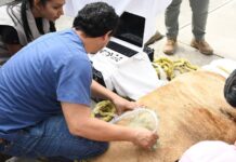 Realizan evaluación médica a leona blanca del Tamatán