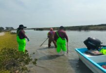 Impulsan desarrollo de granjas de ostión