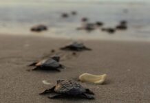 Reportan primera anidación de tortuga lora