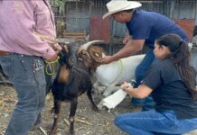 Continúa programa de evaluación de sementales caprinos