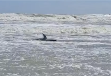 Localizan a delfín muerto en playa Bagdad