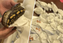 Hallan 39 serpientes pitón durante inspección aduanera en Laredo