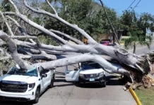 Árbol cae sobre dos vehículos en Tampico