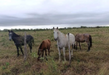 Proyectan programa de equinoterapia con caballos rescatados