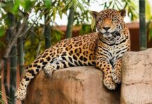 Con espacios renovados Zoológico Tamatán da bienvenida a familias