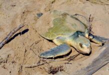 Intensifican monitoreo y resguardo de nidos de tortuga lora