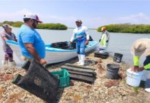 Realizan labores de limpieza en poblaciones de ostión en Aldama