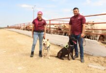 Con apoyo de binomios caninos avanza control del gusano barrenador en Tamaulipas