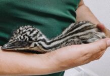 Nacen ejemplares de emú en Zoológico Tamatán
