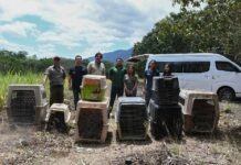 Liberan especies tras rehabilitación especializada