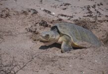 Suman más de 16 mil huevos de tortuga lora protegidos