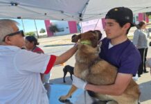 Intensifican campaña de vacunación antirrábica
