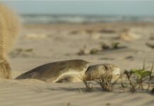 Resguardados más de 28 mil huevos de tortuga lora