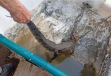 Agricultor captura a reptil en Villagrán, Tamaulipas